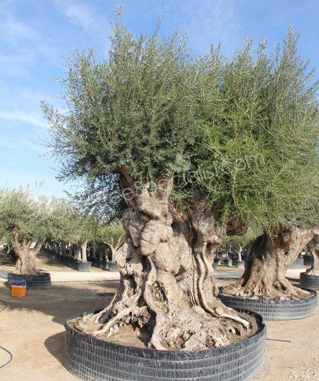 Olive tree - Olea europaea