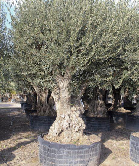 Olive tree regional Olea europaea