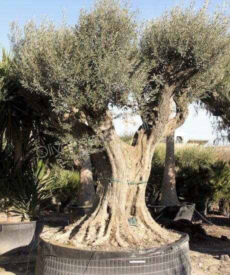 Olive tree regional Olea europaea