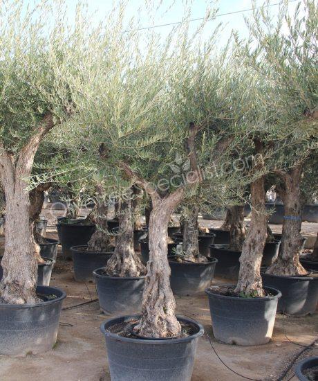 Olive tree regional Olea europaea