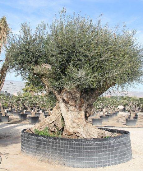 Olive tree Very big buy