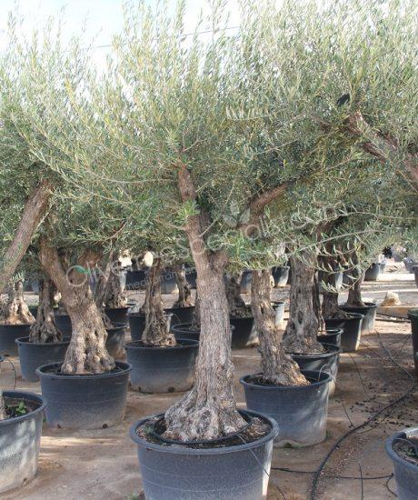 Olive tree regional Olea europaea