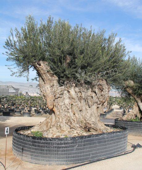 Olive tree Olea europaea