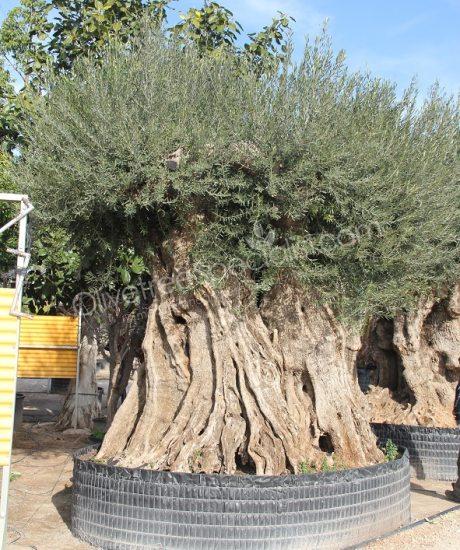 Olive tree regional Olea europaea