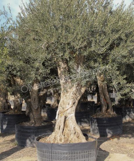 Olive tree regional Olea europaea