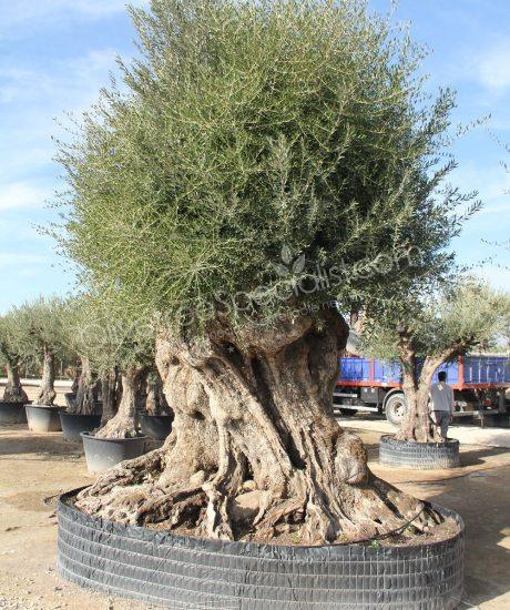 Olive tree regional Olea europaea