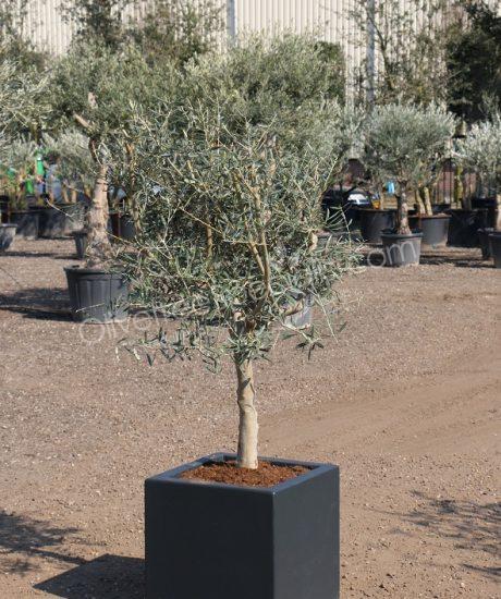 olive tree in a insulated polyester planter