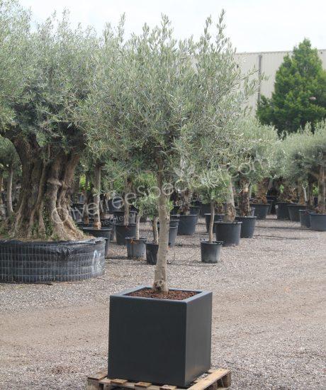 olive tree in a insulated polyester planter