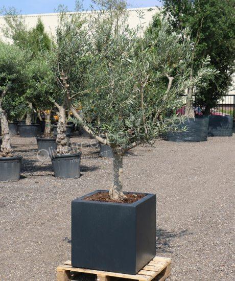 olive tree in a insulated polyester planter