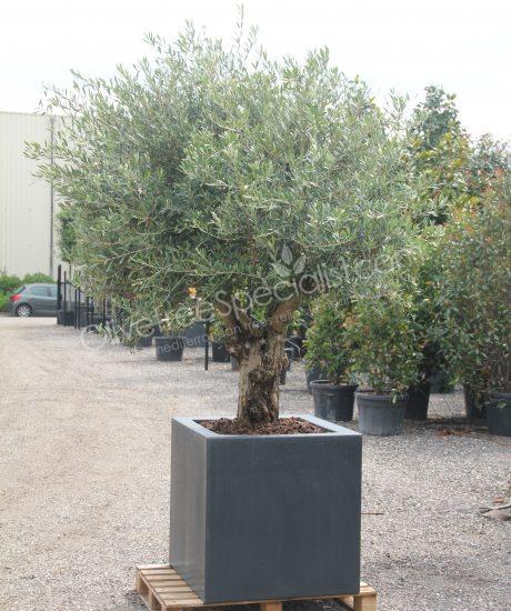 olive tree in a insulated polyester planter