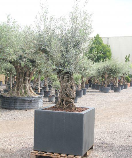 olive tree in a insulated polyester planter