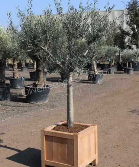 Olive tree in a Hardwood planter