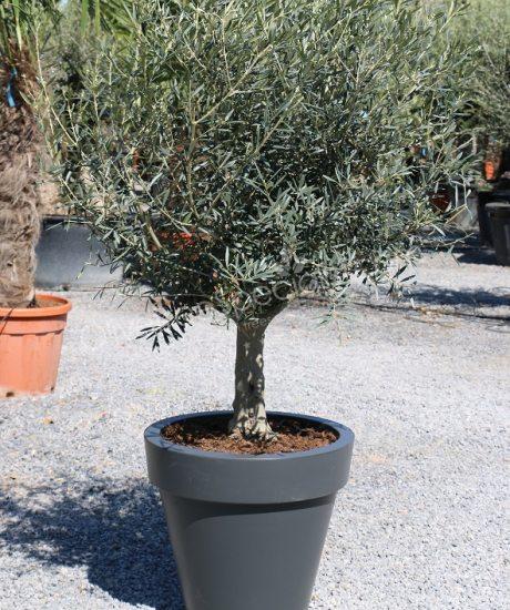 Purchase a olive tree in a elho planter