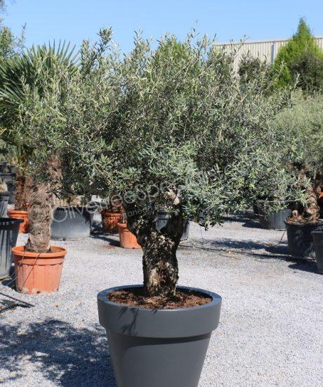 Purchase a olive tree in a elho planter