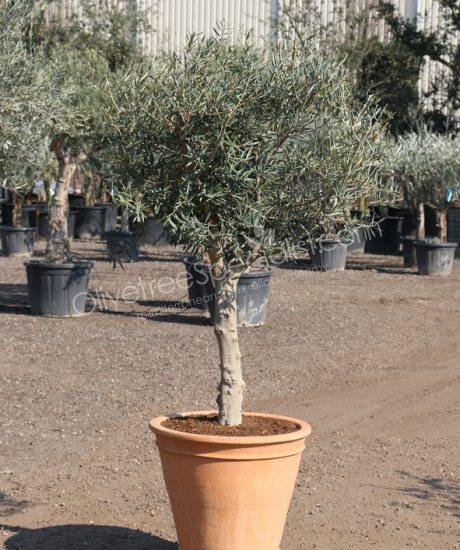 Olive tree in a terracotta pot