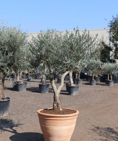 olive tree in a terracotta pot