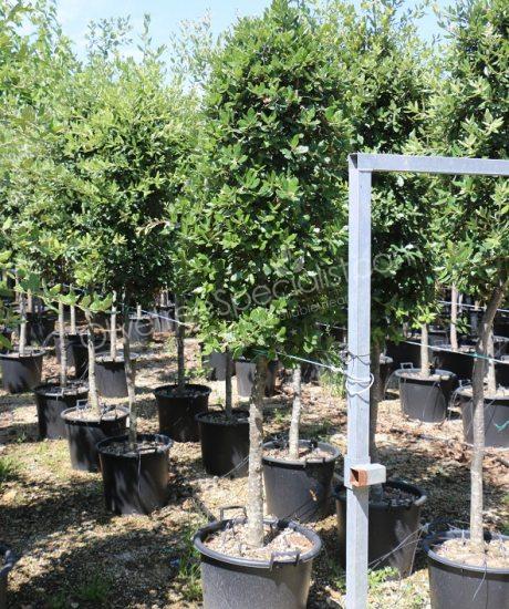 Quercus ilex half standard holm oak