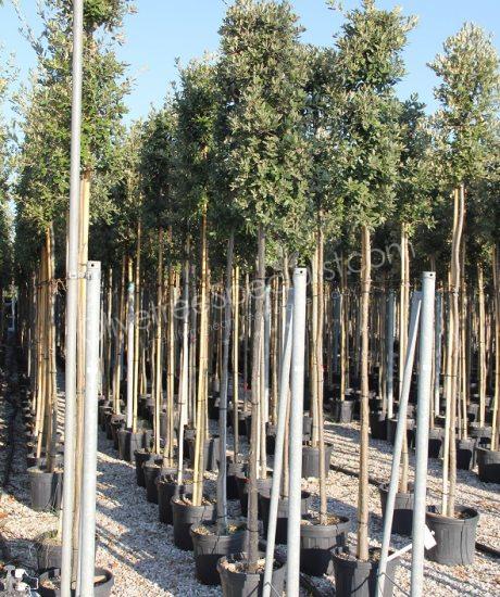 Quercus ilex High standard Holm oak
