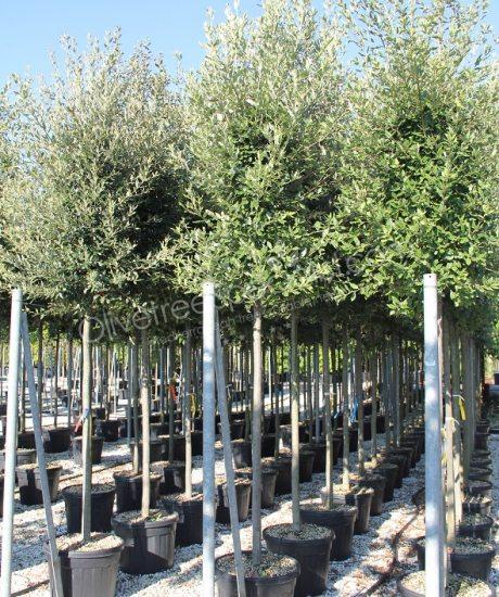Quercus ilex Holm oak cylinder crown