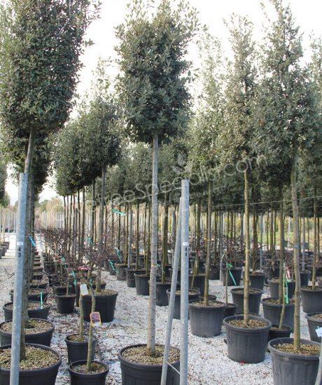 Quercus ilex Holm oak cylinder crown