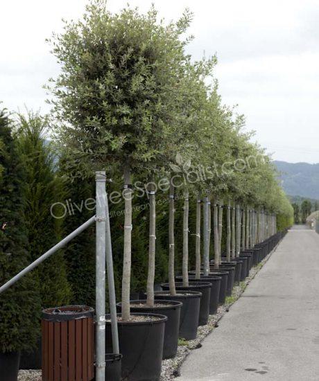 Quercus ilex cylinder crown Holm oak
