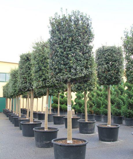 Quercus ilex Holm oak cylinder crown