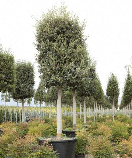 Quercus ilex Holm oak cylinder crown