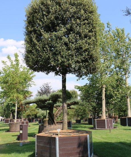 Quercus ilex Holm oak cylinder crown