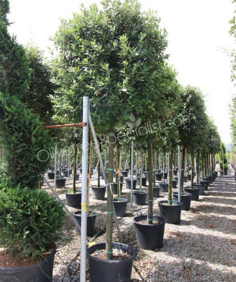 Quercus ilex cube crown Holm oak