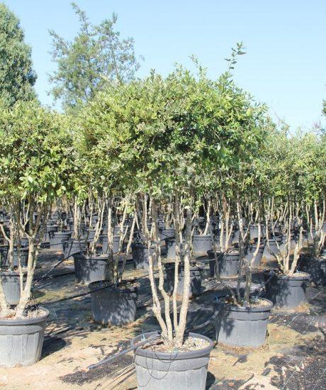 Holm oak Multi-stemmed quercus ilex