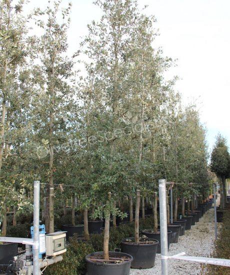 Holm oak high standard naturally formed espalier Quercus ilex