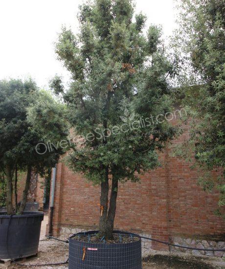 Holm oak Multi-stemmed quercus ilex