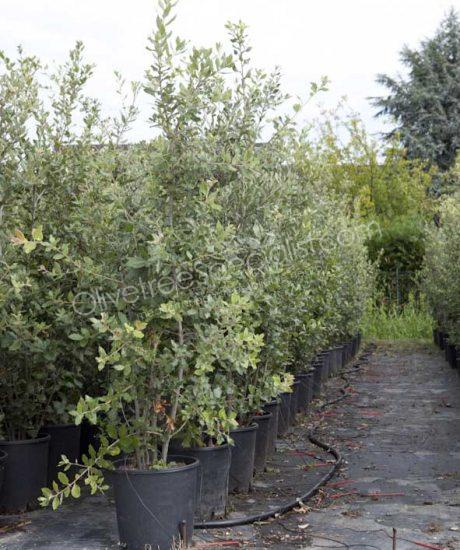 Holm oak shrub form Quercus Ilex