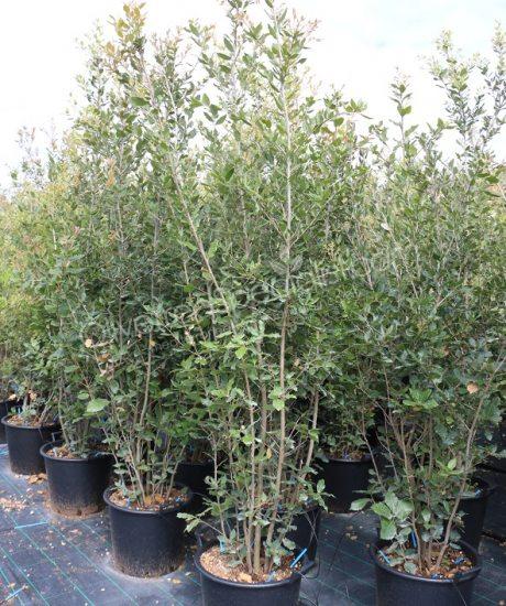Holm oak shrub form Quercus Ilex