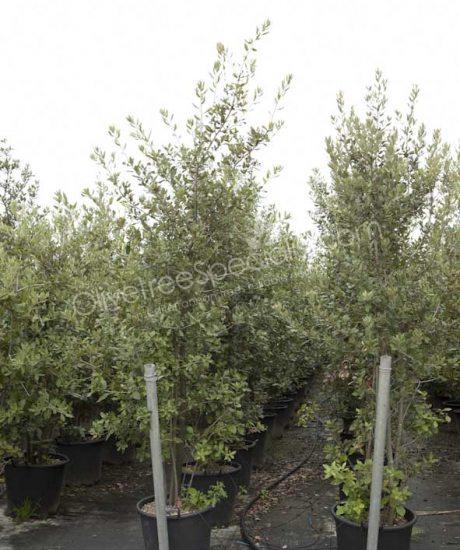 Holm oak Bush form Quercus Ilex
