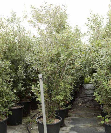 Holm oak Bush form Quercus Ilex