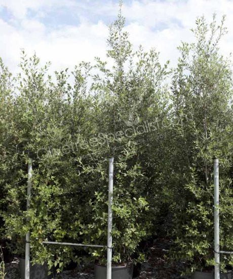 Holm oak bush form Quercus Ilex