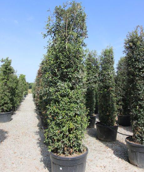 Holm oak columnar shape Quercus ilex