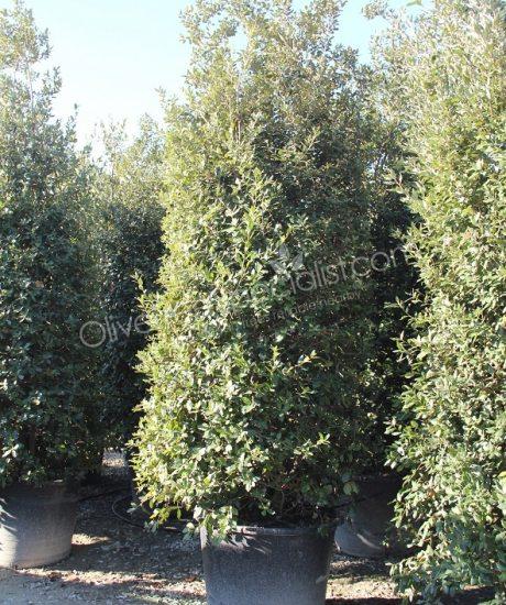 Holm oak columnar shape Quercus ilex
