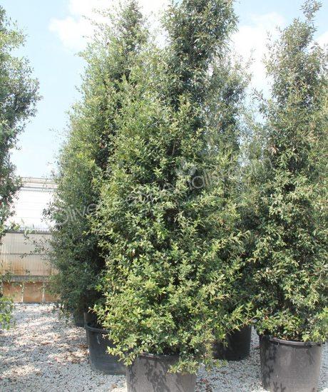 Holm oak columnar shape Quercus ilex